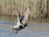Mallard