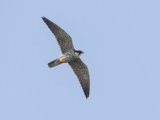 Hobby