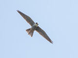 Hobby