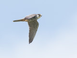 Hobby