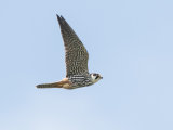Hobby