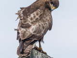 Buzzard