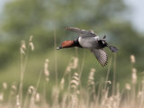 Pochard