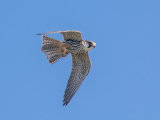Hobby