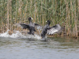 Coot