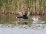 Coot
