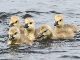 Canada Goose