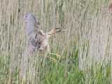 Bittern