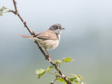 Whitethroat