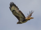 Buzzard