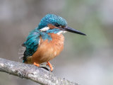 Kingfisher