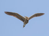 Bittern