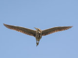 Bittern