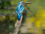 Kingfisher