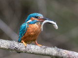 Kingfisher