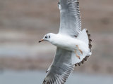 Black Headed Gull