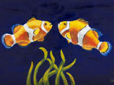 Clown Fish
