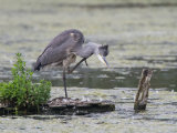 Grey Heron