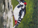 Great Spotted Woodpecker - SOLD