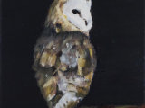 Barn Owl