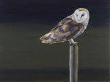 Barn Owl