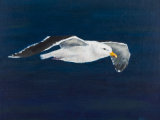 Great Black Backed Gull