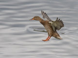 Mallard