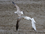 Herring Gull