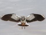 Lapwing