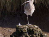 Curlew