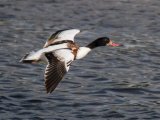 Shelduck