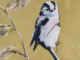 Long Tailed Tit