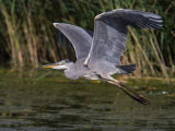 Grey Heron