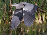 Grey Heron