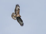 Buzzard