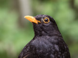 Blackbird