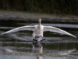 Mute Swan