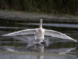 Mute Swan