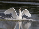 Mute Swan