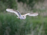Barn Owl