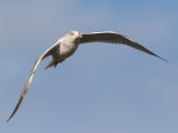 Herring Gull