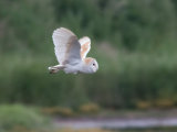 Barn Owl