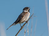 Reed Bunting