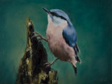 Nuthatch