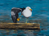 Great Black Backed Gull 2