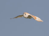 Barn Owl