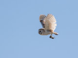 Barn Owl