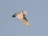 Barn Owl