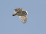Barn Owl