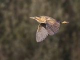 Bittern